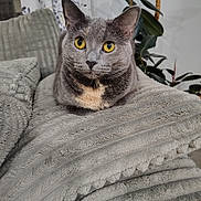 Luna is registered to the contest to win money with this photo: cat, gray_cat, yellow_eyes, pet, animal, feline, indoor, blanket, plush, cozy, soft_texture, plant, leaf, resting, cute, closeup, portrait, domestic_cat, fur, whiskers