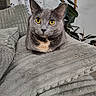 cat, gray_cat, yellow_eyes, pet, animal, feline, indoor, blanket, plush, cozy, soft_texture, plant, leaf, resting, cute, closeup, portrait, domestic_cat, fur, whiskers