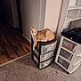 Lucky joined the competition — help win amazing prizes! animal, beige_cat, carpet, cat, cozy, curious, floor, furniture, home, indoor, light, paw, pet, plastic_drawer, relaxed, room, shelf, storage, wall, wood_floor