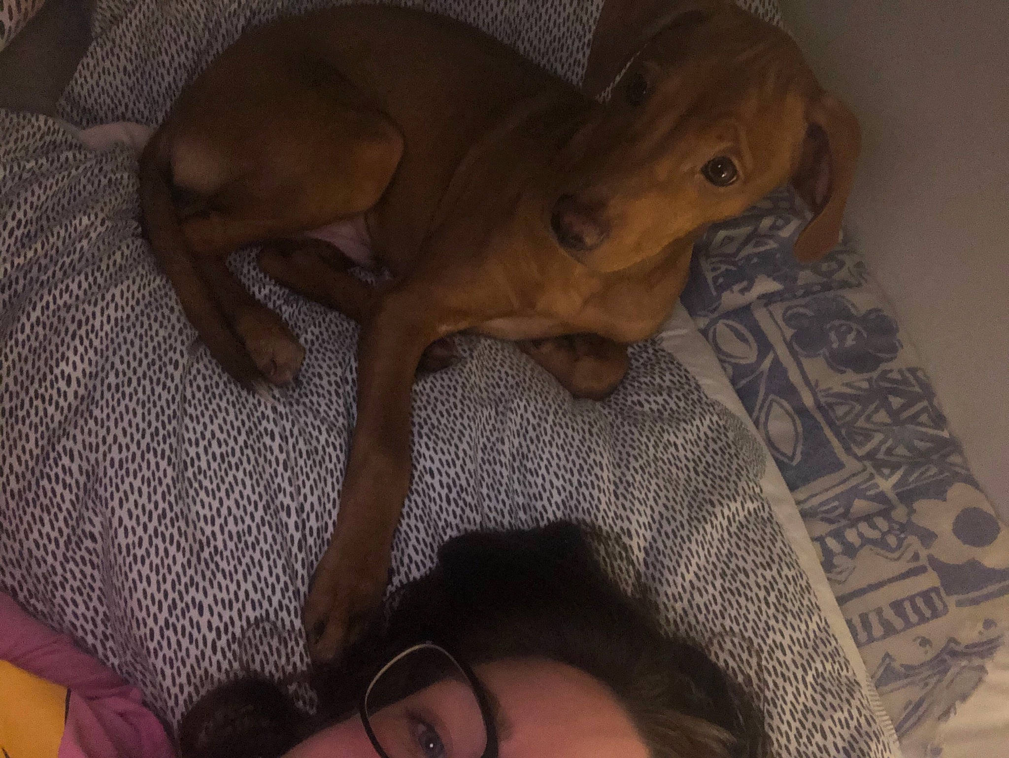 Rambo participe au concours pour gagner de l'argent avec cette photo : black, brown, canidae, carnivore, comfort, companion_dog, dog, dog_breed, eye_glass_accessory, foot, glasses, human_leg, liver, pattern, sporting_group, tail, terrestrial_animal, toy_dog, vision_care, working_animal