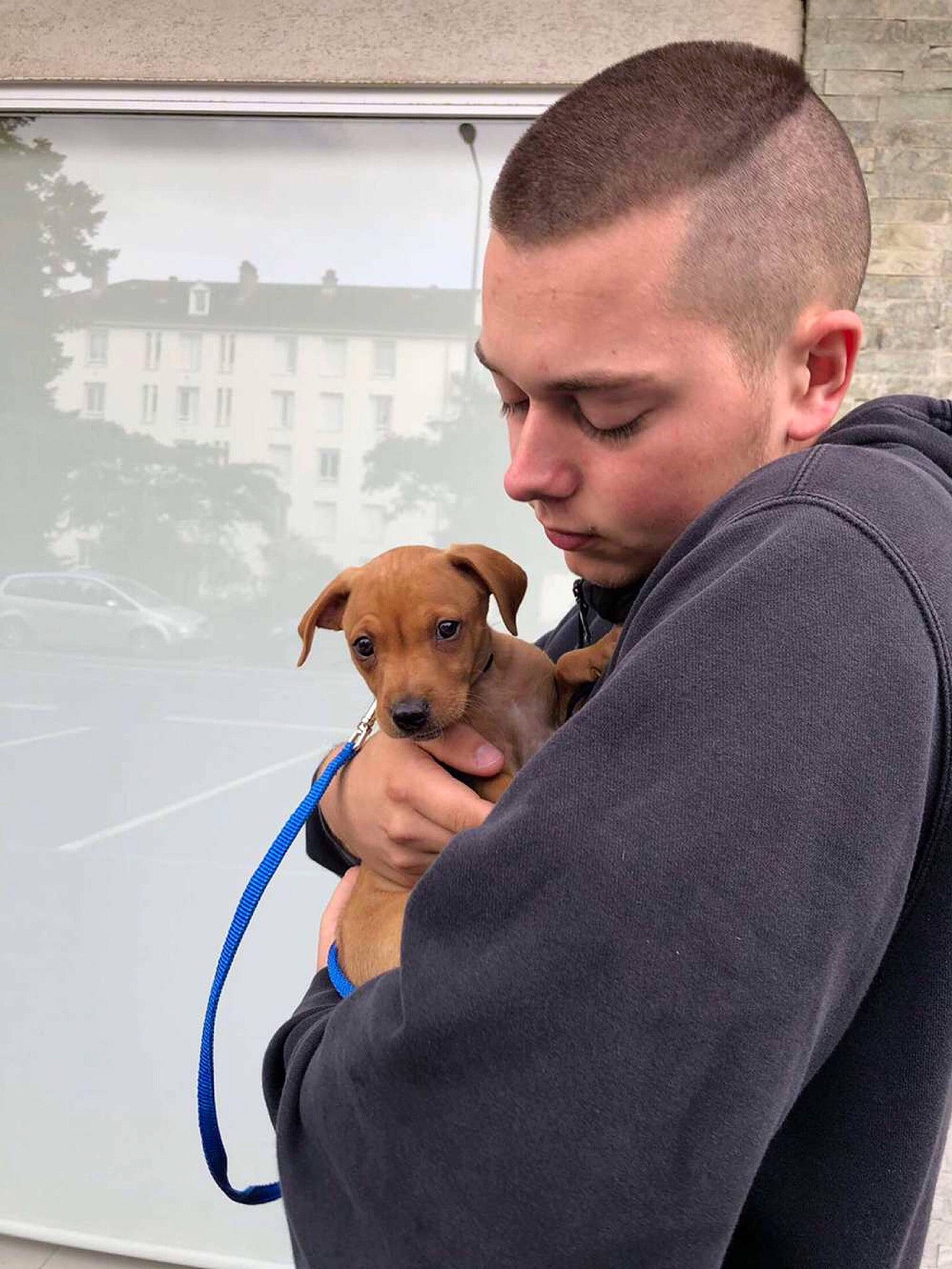 Rambo participe au concours pour gagner de l'argent avec cette photo : buzz_cut, caesar_cut, canidae, carnivore, collar, companion_dog, crew_cut, dog, dog_breed, dog_collar, fawn, fur, high_and_tight, joint, leash, sitting, sporting_group, street_fashion, t_shirt, window