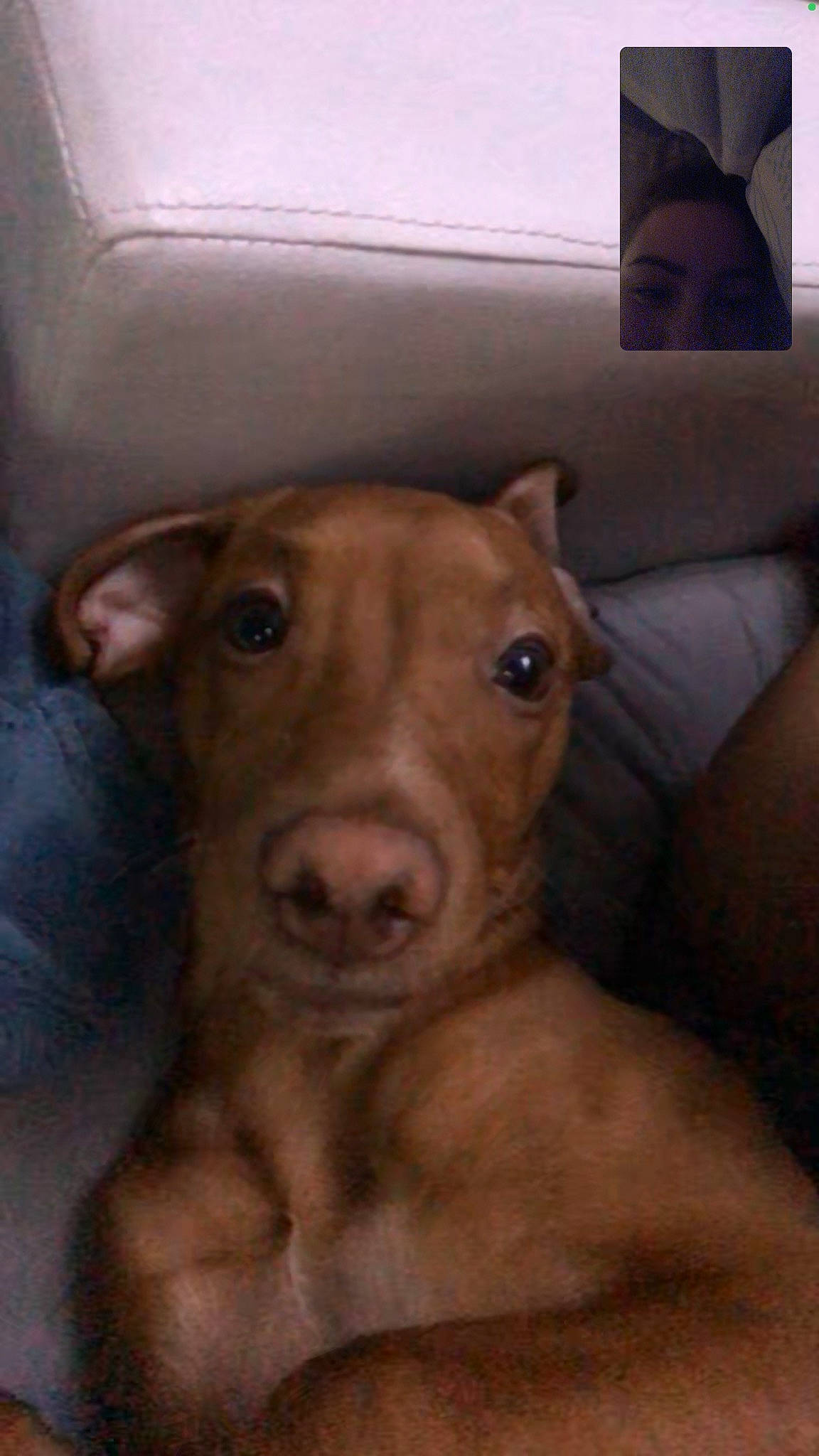 Rambo a rejoint le concours — aidez-le/la à gagner de superbes lots ! canidae, carnivore, companion_dog, dog, dog_breed, ear, fawn, flesh, fur, liver, non_sporting_group, puppy, sporting_group, terrestrial_animal, whiskers, wood, working_animal, wrinkle