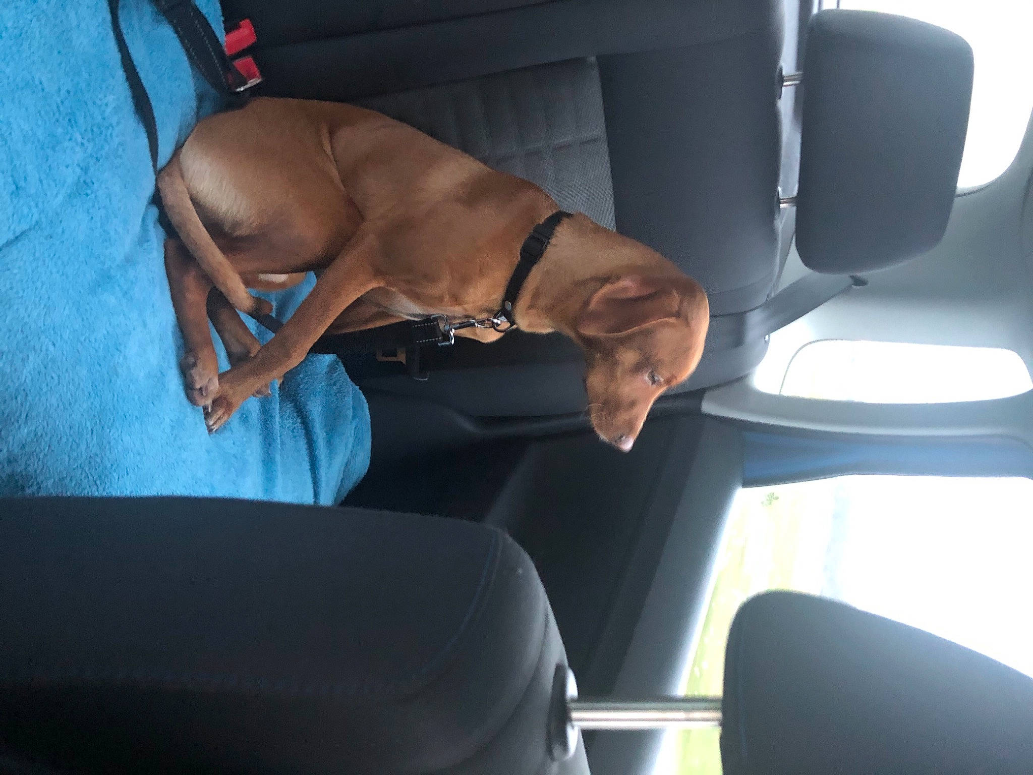 Rambo participe au concours pour gagner de l'argent avec cette photo : armrest, auto_part, automotive_design, canidae, car_seat, car_seat_cover, carnivore, comfort, companion_dog, dog, dog_breed, family_car, fawn, head_restraint, human_leg, personal_luxury_car, sporting_group, vehicle, vehicle_door, working_animal