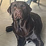 dog, labrador, chocolate_labrador, pet, animal, lying_down, indoor, floor, tile_floor, canine, portrait, looking, brown, fur, ears, nose, paw, eyes, domestic_animal, companion