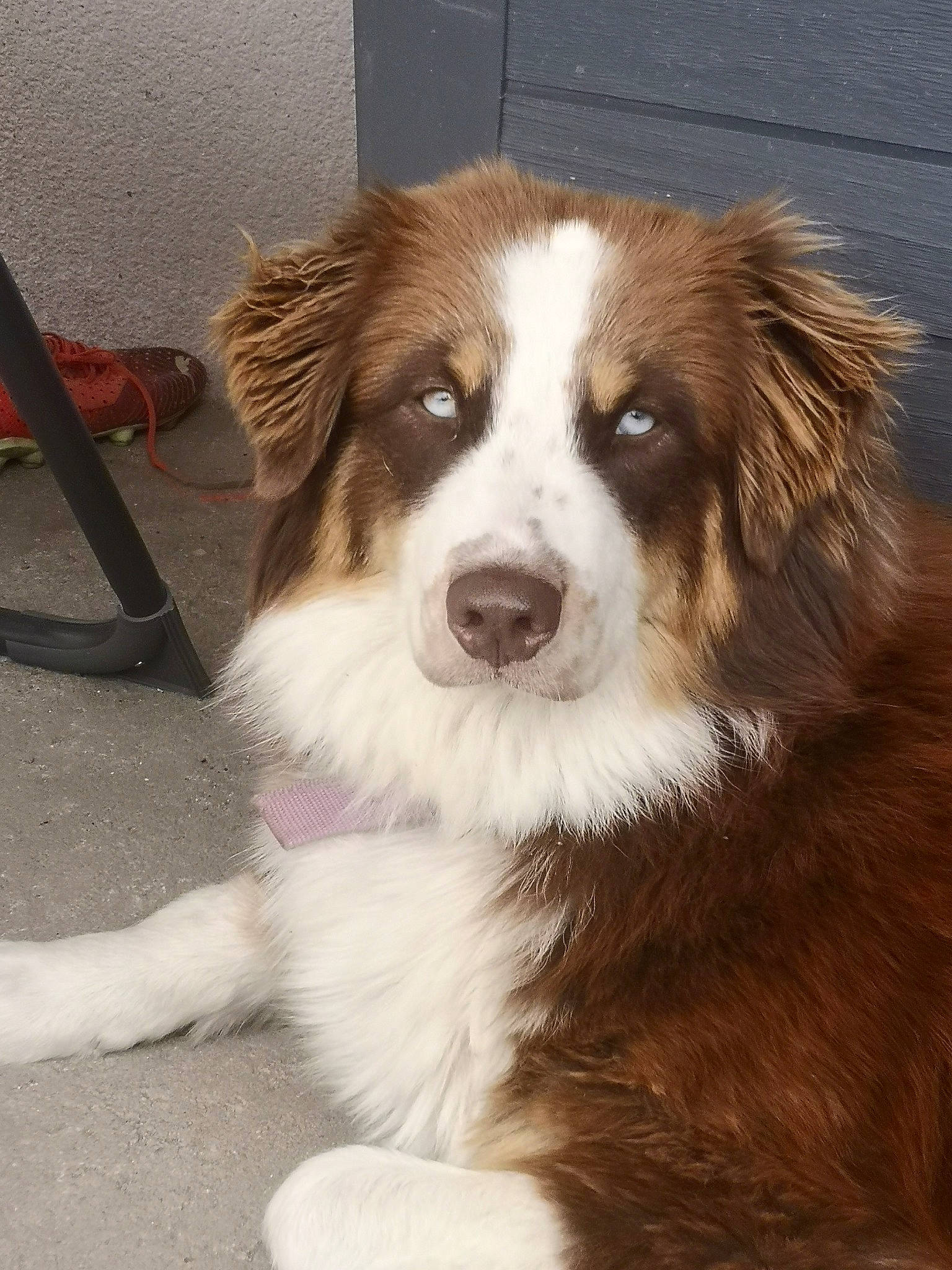 Twinnie a rejoint le concours — aidez-le/la à gagner de superbes lots ! ancient_dog_breeds, australian_collie, australian_shepherd, border_collie, carnivore, companion_dog, dog, dog_breed, door, fur, gun_dog, herding_dog, liver, miniature_australian_shepherd, snout, sporting_group, terrestrial_animal, whiskers, working_animal, working_dog