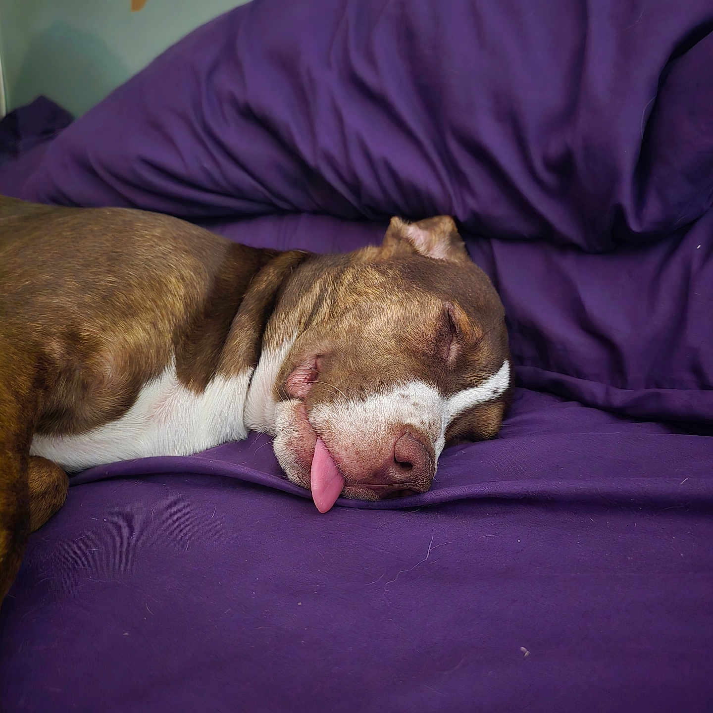 Whiskey joined the competition — help win amazing prizes! adult, animal, blanket, bodypart, bulldog, canine, couch, cushion, dog, furniture, hound, male, man, mouth, person, pet, pitbull, pointer, puppy, purple