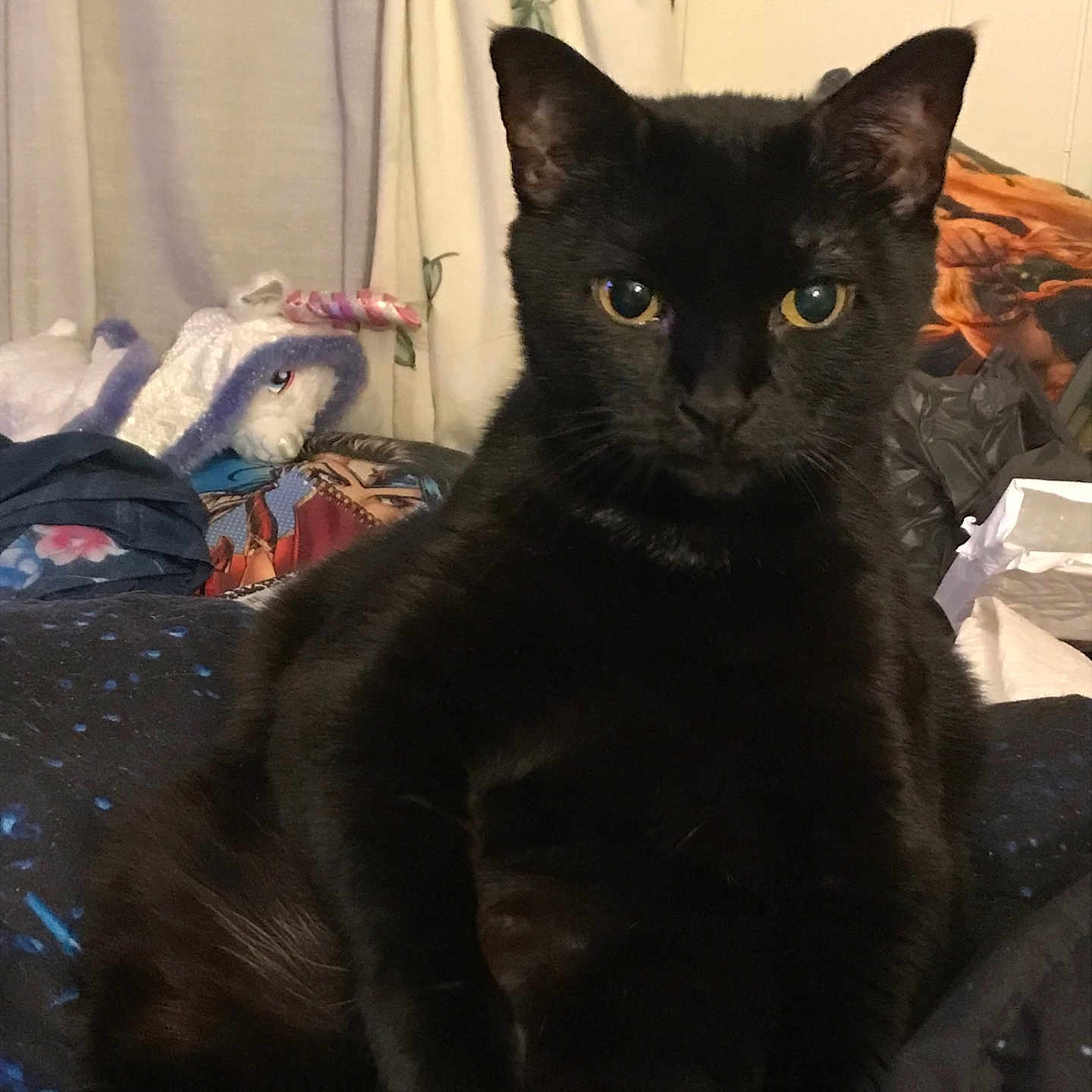 Princess is registered to the contest to win money with this photo: animal, bed, bedroom, blackcat, blanket, cat, couch, cushion, face, furniture, head, homedecor, indoors, kitten, laundry, manx, person, pet, quilt, room