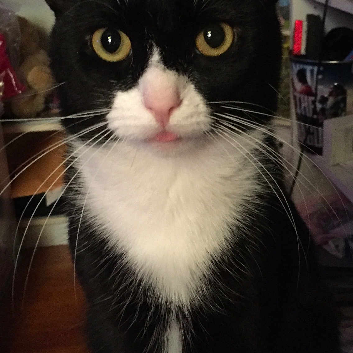 Felix