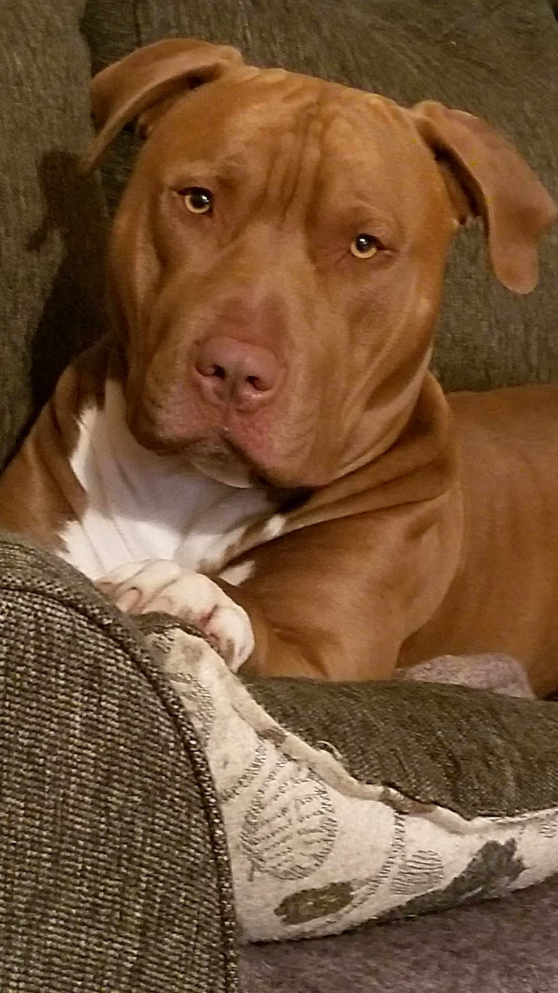 Ruger