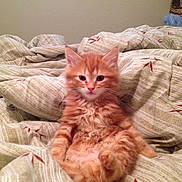 Finn joined the competition — help win amazing prizes!