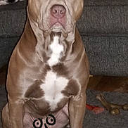 Duke is registered to the contest to win money with this photo: american_pit_bull_terrier, american_staffordshire_terrier, bandog, bulldog, bully_kutta, canidae, carnivore, dog, dog_breed, fawn, mammal, molosser, non_sporting_group, pit_bull, rare_breed_dog, snout, staffordshire_bull_terrier, vertebrate