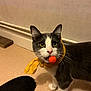 animal, cat, curious, cute, domestic_cat, ears, eyes, feline, floor, gray_cat, indoor, looking, orange_ball, pet, playful, standing, wall, whiskers, white_cat, yellow_scarf