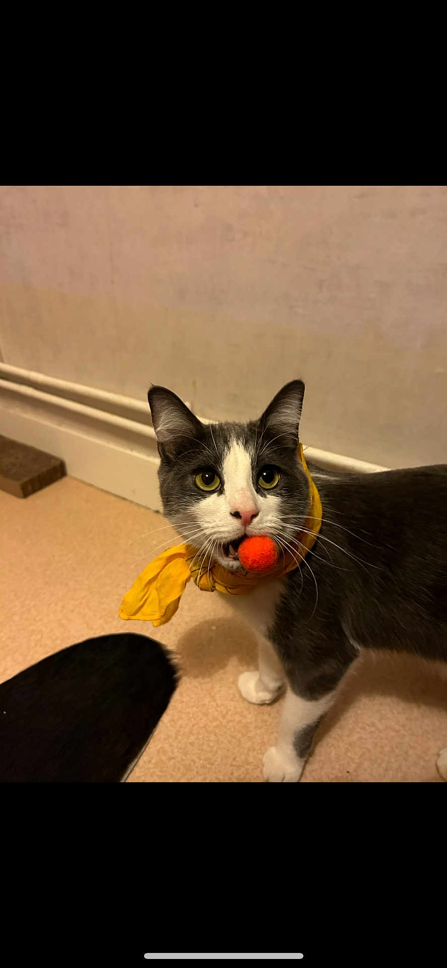 Mr Polo joined the competition — help win amazing prizes! cat, gray_cat, white_cat, yellow_scarf, orange_ball, pet, indoor, floor, wall, whiskers, curious, standing, playful, animal, feline, domestic_cat, cute, looking, ears, eyes