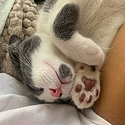 Mr Polo participe au concours pour gagner de l'argent avec cette photo : cat, sleeping, close_up, paw, pink_nose, fur, whiskers, cozy, blanket, resting, cute, pet, animal, white_fur, grey_fur, soft_texture, indoors, relaxation, comfort, nap