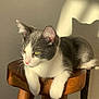 Mr Polo participe au concours pour gagner de l'argent avec cette photo : cat, gray_and_white, stool, wooden, sunlight, shadow, relaxed, indoor, pet, animal, feline, whiskers, ears, tail, paw, wall, texture, resting, calm, domestic