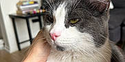 Mr Polo participe au concours pour gagner de l'argent avec cette photo : cat, gray_and_white, pet, indoor, close_up, yellow_eyes, pink_nose, hand, furniture, blurred_background, domestic_animal, fur, whiskers, relaxed, cozy, living_room, table, books, sofa, floor
