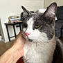 cat, gray_and_white, pet, indoor, close_up, yellow_eyes, pink_nose, hand, furniture, blurred_background, domestic_animal, fur, whiskers, relaxed, cozy, living_room, table, books, sofa, floor