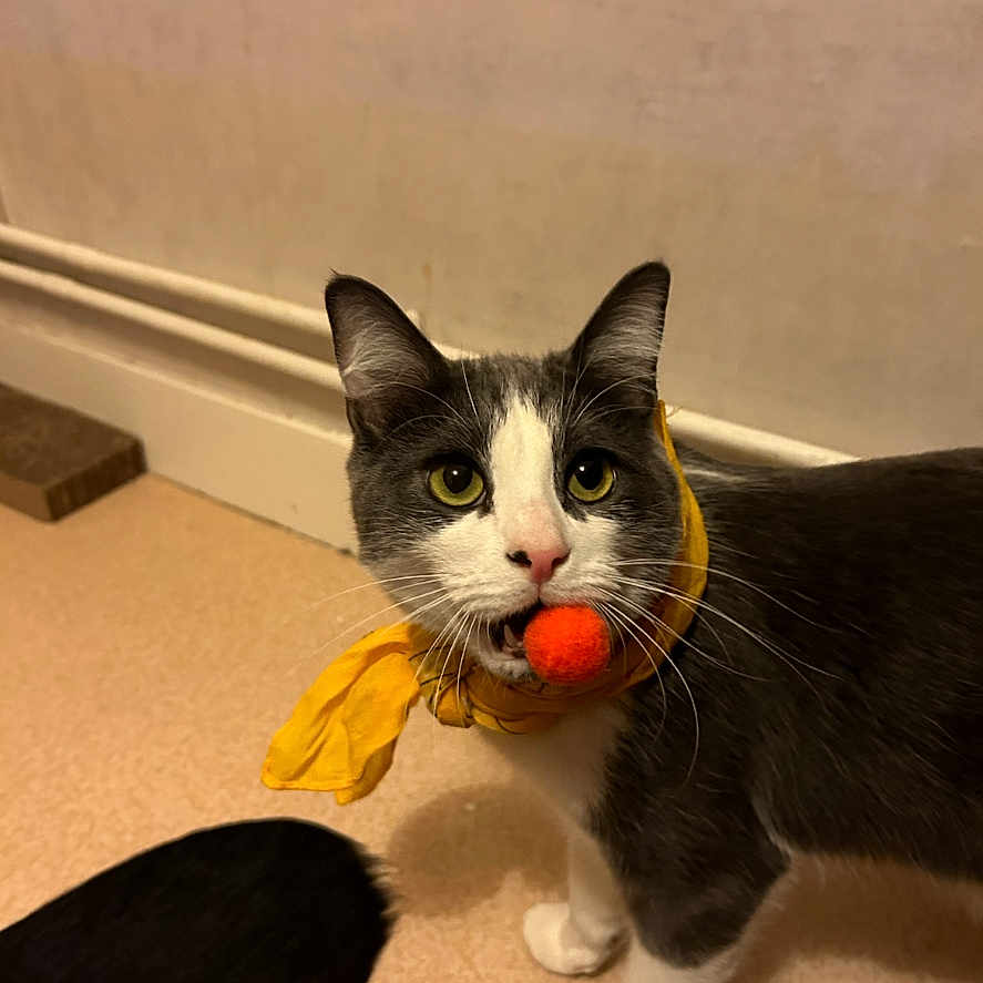 Mr Polo participe au concours pour gagner de l'argent avec cette photo : animal, cat, curious, domestic_cat, ears, eyes, feline, floor, gray_cat, indoor, mouth, orange_ball, paws, pet, playful, standing, toy, whiskers, white_cat, yellow_scarf