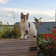 Pist participe au concours pour gagner de l'argent avec cette photo : cat, fence, wood, plant, leaf, outdoor, sky, cloud, animal, pet, nature, greenery, red_leaf, perched, alert, daylight, antenna, building, curious, white_black_cat