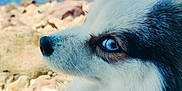 Umi participe au concours pour gagner de l'argent avec cette photo : dog, close_up, blue_eyes, fur, outdoor, beach, sea, rocky_shore, nature, animal, portrait, side_view, calm, daylight, canine, snout, whiskers, pet, mammal, serene