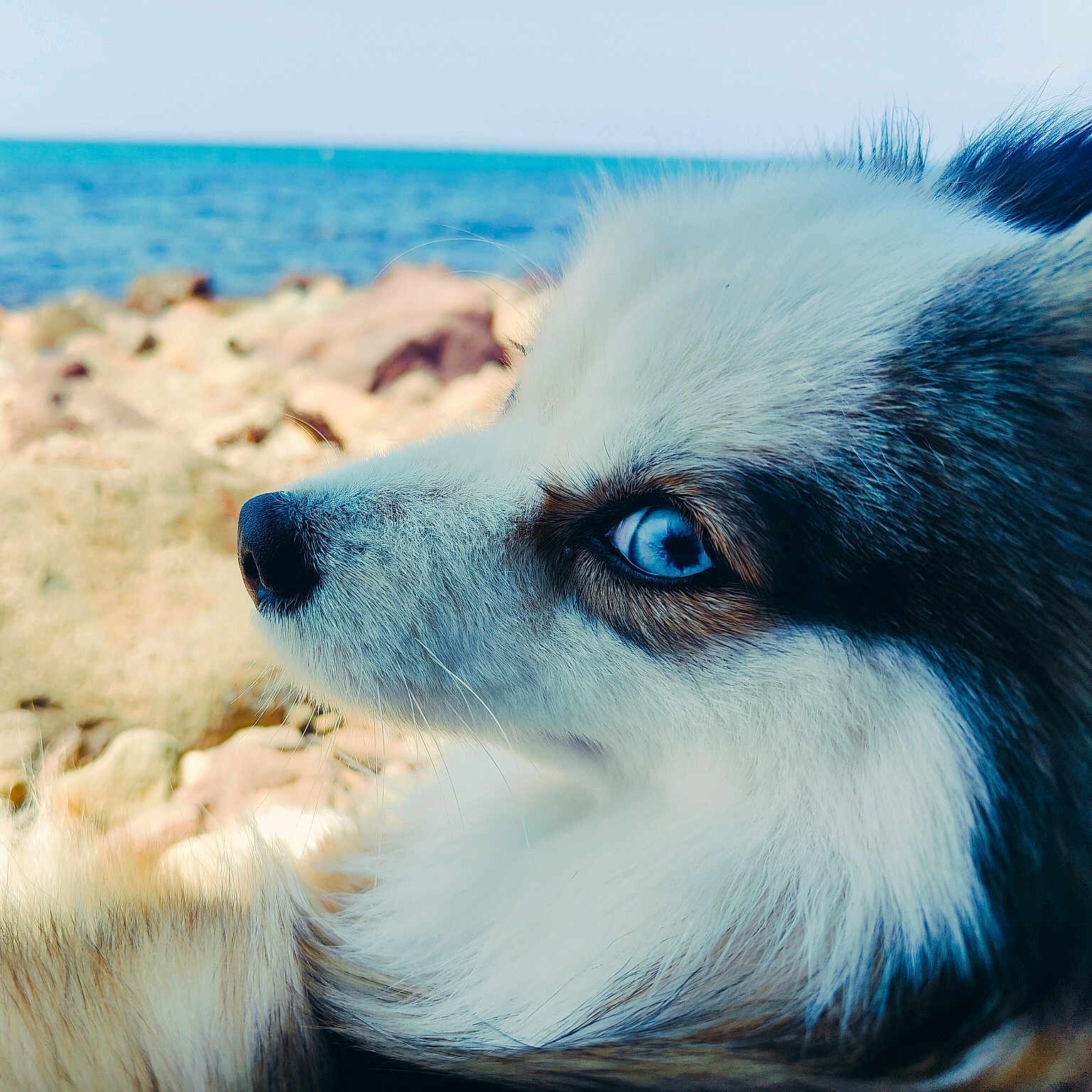 Umi participe au concours pour gagner de l'argent avec cette photo : dog, close_up, blue_eyes, fur, outdoor, beach, sea, rocky_shore, nature, animal, portrait, side_view, calm, daylight, canine, snout, whiskers, pet, mammal, serene