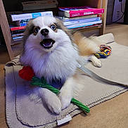 Umi a rejoint le concours — aidez-le/la à gagner de superbes lots ! dog, fluffy, toy, rose, blanket, wooden_floor, bookshelf, books, indoor, pet, leash, happy, cute, playful, fur, canine, home, animal, floor, sitting