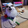 dog, fluffy, toy, rose, blanket, wooden_floor, bookshelf, books, indoor, pet, leash, happy, cute, playful, fur, canine, home, animal, floor, sitting