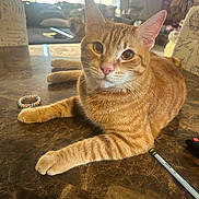 Cheeto joined the competition — help win amazing prizes! cat, ginger_cat, tabby, pet, indoor, table, marble, living_room, furniture, pencil, ring, couch, television, curious, orange_fur, whiskers, ears, close_up, relaxed, home