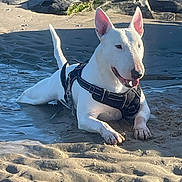 L Major a rejoint le concours — aidez-le/la à gagner de superbes lots ! animal, beach, bull_terrier, dog, ears, happy, harness, outdoor, paws, pet, playful, portrait, rocks, sand, shallow_pool, sitting, sunlight, tongue_out, water, white_dog