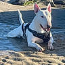animal, beach, bull_terrier, dog, ears, happy, harness, outdoor, paws, pet, playful, portrait, rocks, sand, shallow_pool, sitting, sunlight, tongue_out, water, white_dog