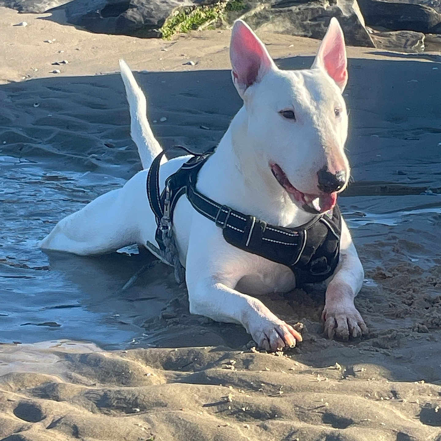 L Major a rejoint le concours — aidez-le/la à gagner de superbes lots ! animal, beach, bull_terrier, dog, ears, happy, harness, outdoor, paws, pet, playful, portrait, rocks, sand, shallow_pool, sitting, sunlight, tongue_out, water, white_dog