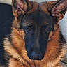 dog, german_shepherd, canine, pet, animal, portrait, close_up, fur, fluffy, black_and_tan, ears, muzzle, nose, eyes, sitting, indoors, home, wall, floor, alert