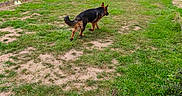 Barcola a rejoint le concours — aidez-le/la à gagner de superbes lots ! dog, german_shepherd, backyard, grass, garden, outdoors, pet, canine, standing, walking, profile, black_and_tan, trampoline, basketball_hoop, playground, fence, trees, house, lawn, daylight