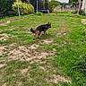 dog, german_shepherd, backyard, grass, garden, outdoors, pet, canine, standing, walking, profile, black_and_tan, trampoline, basketball_hoop, playground, fence, trees, house, lawn, daylight