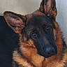 dog, german_shepherd, canine, pet, portrait, close_up, black_and_tan, ears, alert, serious_expression, brown_fur, black_fur, muzzle, nose, eyes, indoor, sofa, wall, animal, photography