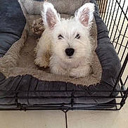 Owen participe au concours pour gagner de l'argent avec cette photo : canidae, carnivore, companion_dog, dog, dog_breed, mammal, norwich_terrier, puppy, rare_breed_dog, small_terrier, terrier, vertebrate, west_highland_white_terrier