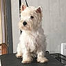 Owen a rejoint le concours — aidez-le/la à gagner de superbes lots ! biewer_terrier, canidae, carnivore, companion_dog, dog, dog_breed, glen_of_imaal_terrier, mammal, puppy, rare_breed_dog, schnauzer, scottish_terrier, sealyham_terrier, small_terrier, snout, sporting_lucas_terrier, terrier, toy_dog, vertebrate, west_highland_white_terrier