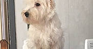 Owen participe au concours pour gagner de l'argent avec cette photo : canidae, carnivore, companion_dog, dog, dog_breed, glen_of_imaal_terrier, irish_soft_coated_wheaten_terrier, mammal, miniature_schnauzer, rare_breed_dog, scottish_terrier, sealyham_terrier, small_terrier, snout, sporting_lucas_terrier, terrier, toy_dog, vertebrate, west_highland_white_terrier, wire_hair_fox_terrier