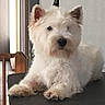 Owen participe au concours pour gagner de l'argent avec cette photo : cairn_terrier, canidae, carnivore, companion_dog, dog, dog_breed, mammal, puppy, rare_breed_dog, small_terrier, terrier, vertebrate, west_highland_white_terrier