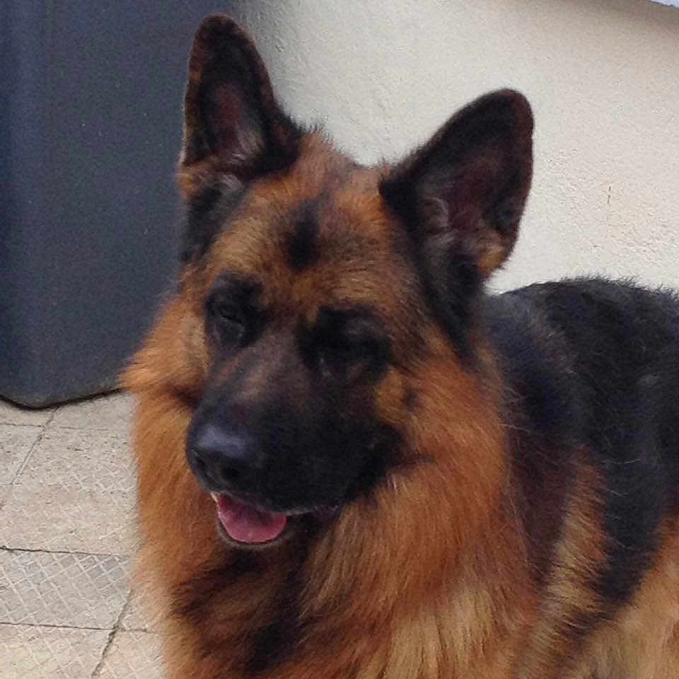 Leo