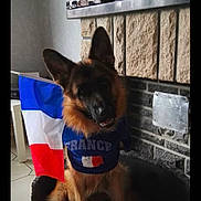Leo a rejoint le concours — aidez-le/la à gagner de superbes lots ! belgian_shepherd, canidae, carnivore, companion_dog, dog, dog_breed, ear, german_shepherd_dog, king_shepherd, mammal, old_german_shepherd_dog, police_dog, puppy, snout, square, vertebrate, working_dog