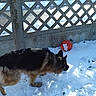 Leo participe au concours pour gagner de l'argent avec cette photo : bohemian_shepherd, canidae, carnivore, dog, dog_breed, east_european_shepherd, german_shepherd_dog, herding_dog, king_shepherd, old_german_shepherd_dog, shiloh_shepherd_dog, snow, winter, wolfdog, working_dog