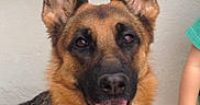 Maya a rejoint le concours — aidez-le/la à gagner de superbes lots ! belgian_shepherd, belgian_shepherd_malinois, bohemian_shepherd, canidae, carnivore, dog, dog_breed, ear, east_european_shepherd, fawn, german_shepherd_dog, king_shepherd, kunming_wolfdog, mammal, old_german_shepherd_dog, rare_breed_dog, shiloh_shepherd_dog, snout, tervuren, vertebrate