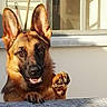 Maya a rejoint le concours — aidez-le/la à gagner de superbes lots ! belgian_shepherd, belgian_shepherd_malinois, canidae, carnivore, dog, dog_breed, ear, east_european_shepherd, fawn, german_shepherd_dog, king_shepherd, kunming_wolfdog, mammal, old_german_shepherd_dog, police_dog, shiloh_shepherd_dog, snout, tervuren, vertebrate, working_dog