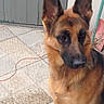 Maya a rejoint le concours — aidez-le/la à gagner de superbes lots ! belgian_shepherd, belgian_shepherd_malinois, canidae, carnivore, dog, dog_breed, ear, east_european_shepherd, fawn, german_shepherd_dog, king_shepherd, kunming_wolfdog, mammal, old_german_shepherd_dog, rare_breed_dog, shiloh_shepherd_dog, snout, tervuren, vertebrate, working_dog