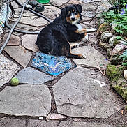 Tiarra is registered to the contest to win money with this photo: animal, black_fur, blue_eyes, broom, brown_fur, curious, daylight, dog, garden, greenery, hose, leisure, nature, outdoor, pet, plants, relaxed, rocks, stone_path, tennis_ball