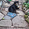 animal, black_fur, blue_eyes, broom, brown_fur, curious, daylight, dog, garden, greenery, hose, leisure, nature, outdoor, pet, plants, relaxed, rocks, stone_path, tennis_ball