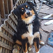 Tiarra is registered to the contest to win money with this photo: dog, blue_eyes, sitting, stone_path, wooden_fence, garden_hose, outdoor, curious, black_fur, brown_fur, white_fur, pet, animal, garden_tools, leash, collar, nature, daylight, close_up, portrait