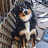 dog, blue_eyes, sitting, stone_path, wooden_fence, garden_hose, outdoor, curious, black_fur, brown_fur, white_fur, pet, animal, garden_tools, leash, collar, nature, daylight, close_up, portrait