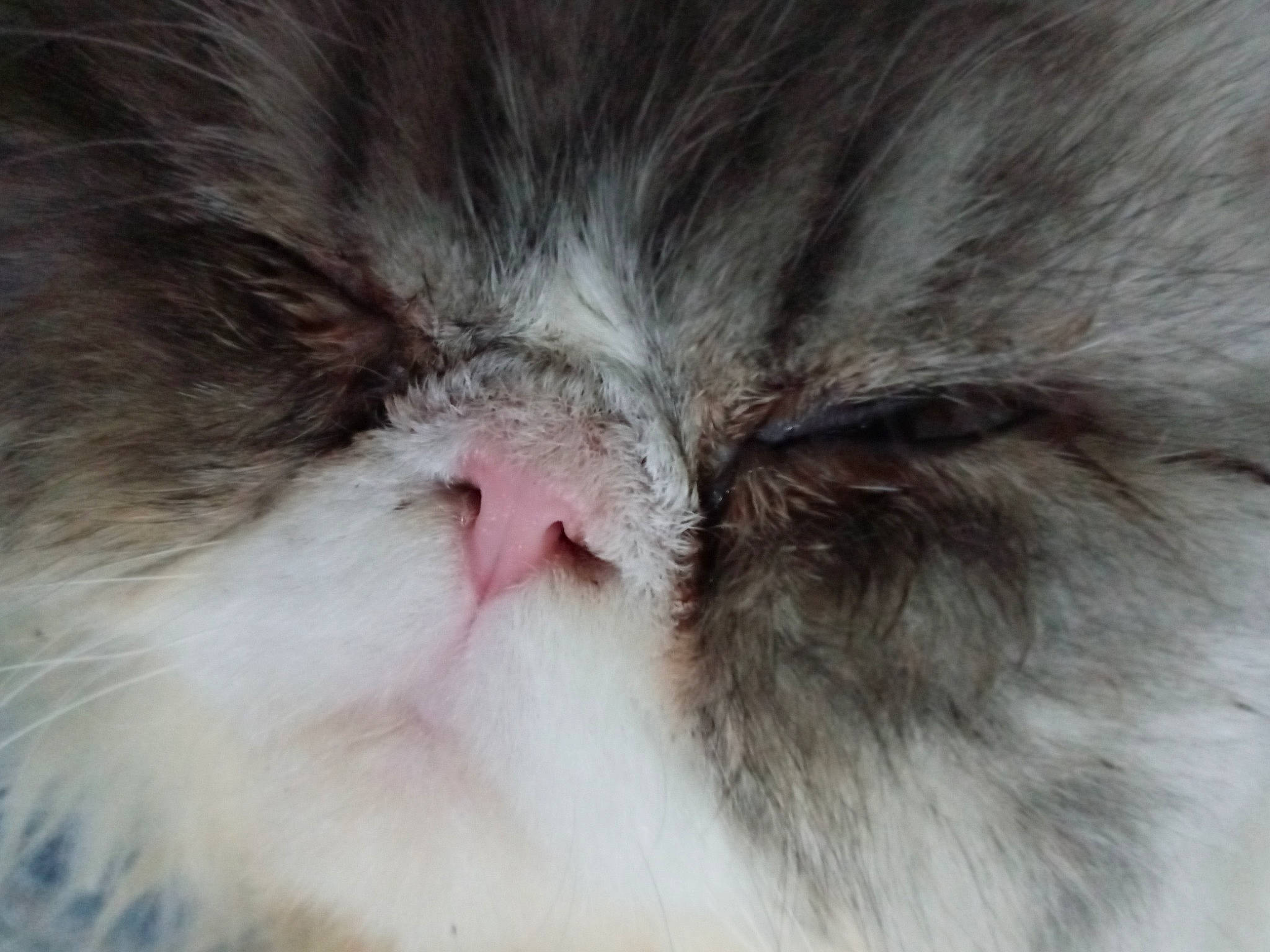 Bigsby joined the competition — help win amazing prizes! carnivore, cat, comfort, felidae, fur, sleep, small_to_medium_sized_cats, snout, whiskers